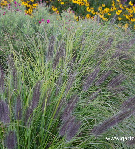 Garten-Federborstengras 'Moudry'