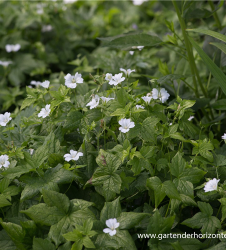 Geranium nodosum 'Silverwood'