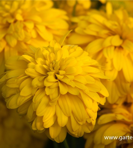 Geschlitztblättriger Sonnenhut 'Goldquelle'