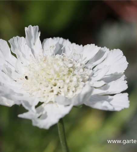 Große Garten-Skabiose 'Perfecta Alba'