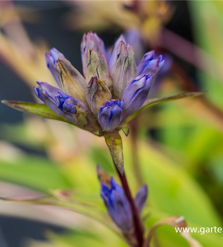 Gentiana dahurica