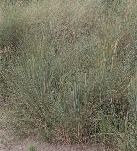 Gewöhnlicher Strandhafer