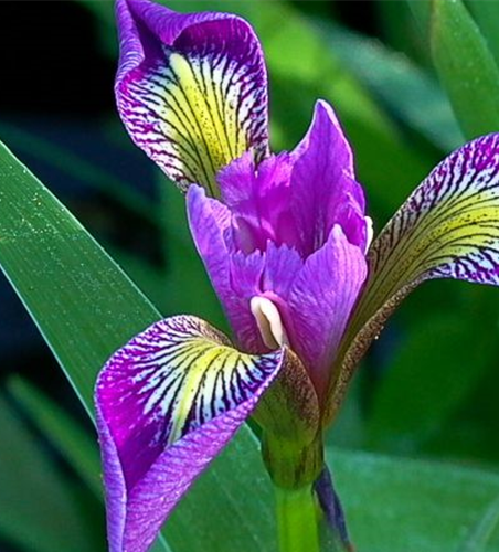 Iris versicolor