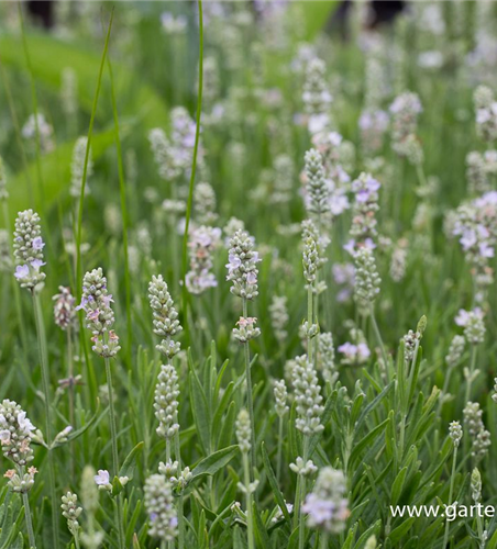 Lavandula angustifolia 'Ellagance Ice'