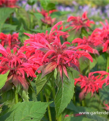 Garten-Indianernessel 'Gardenview Scarlet'