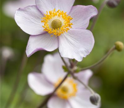 Herbst-Anemone