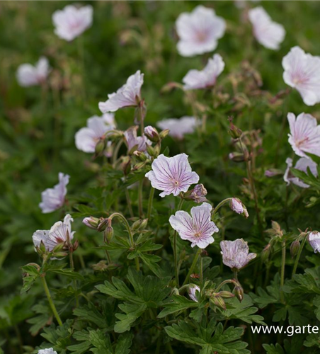 Geranium himalayense 'Derrick Cook'