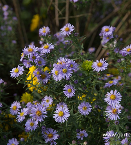 Kleinblütige Herbst-Aster 'Freiburg'