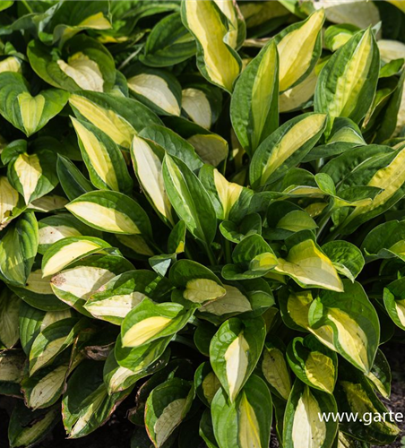 Hosta x fortunei 'Gypsy Rose'