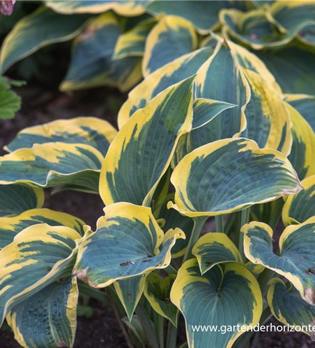 Hosta x tardiana 'First Frost'