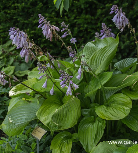 Hosta x cult.'Sum and Substance'