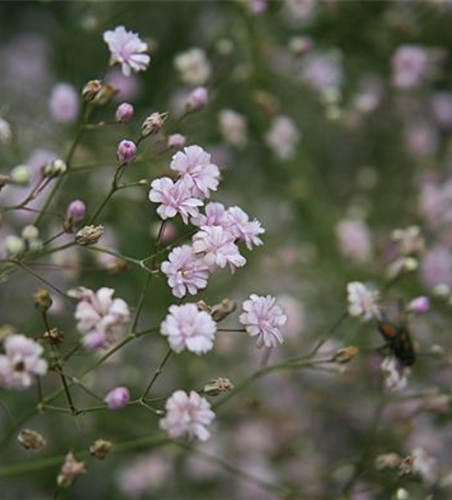 Gypsophila repens 'Rosenschleier'