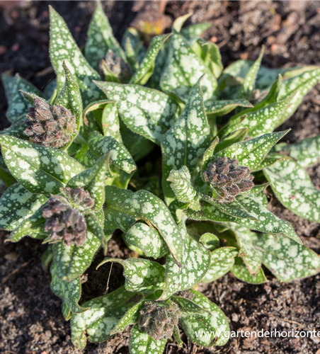 Großgeflecktes Garten-Lungenkraut 'Trevi Fountain'®