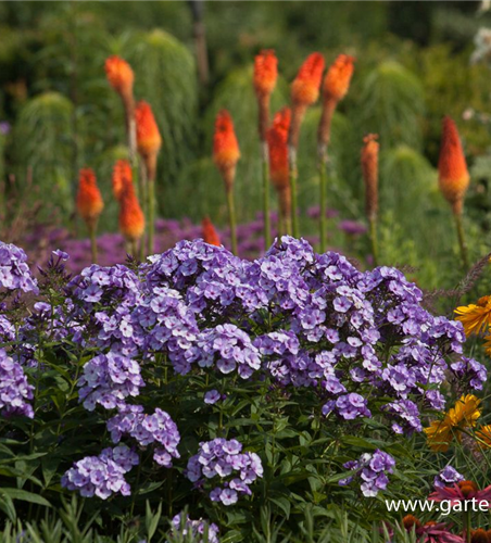 Hohe Flammenblume