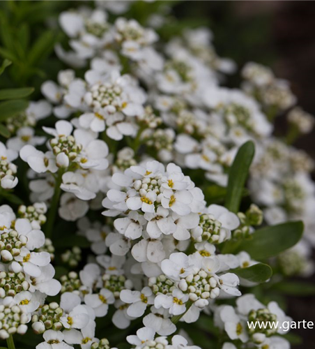 Iberis sempervirens 'Zwergschneeflocke'