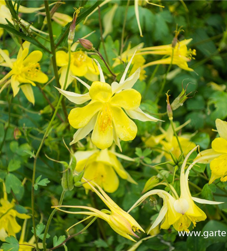 Langspornige Garten-Akelei 'Yellow Queen'