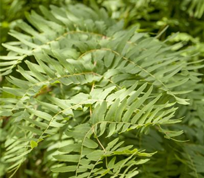 Osmunda regalis