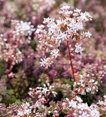 Sedum album 'Coral Carpet'