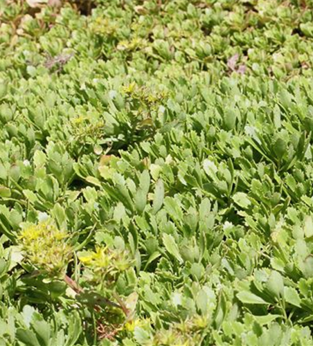 Sedum hybridum 'Immergrünchen'