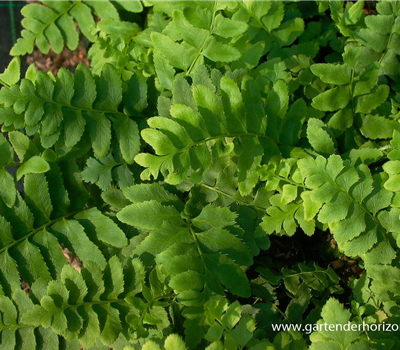 Polystichum acrostichoides