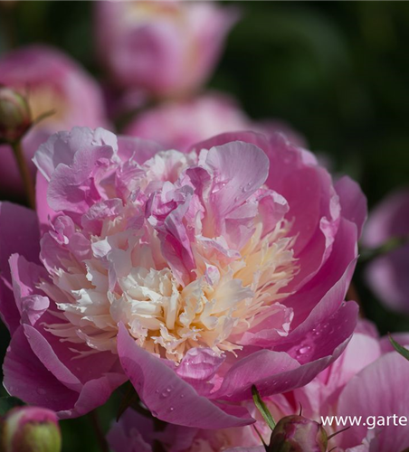 Paeonia lactiflora 'Bowl of Beauty'