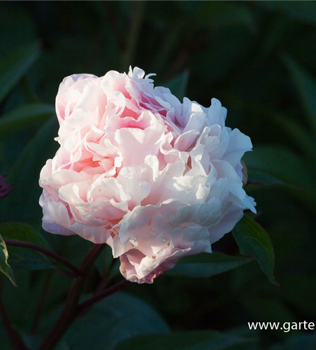 Paeonia lactiflora 'Catharina Fontijn'