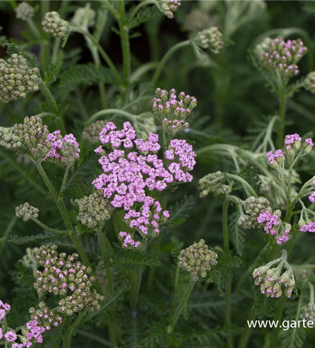 Schafgarbe 'Lilac Beauty'