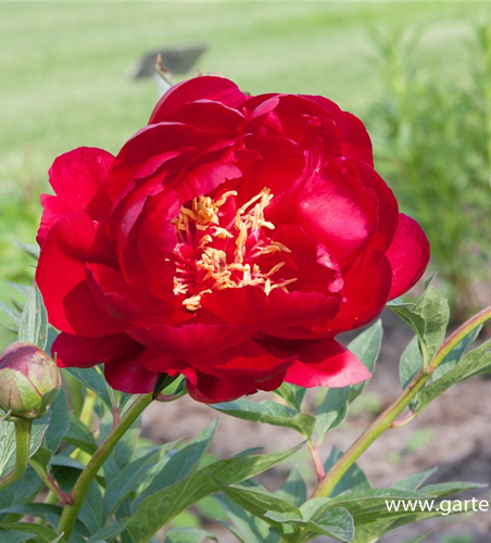 Pfingstrose 'Buckeye Belle'