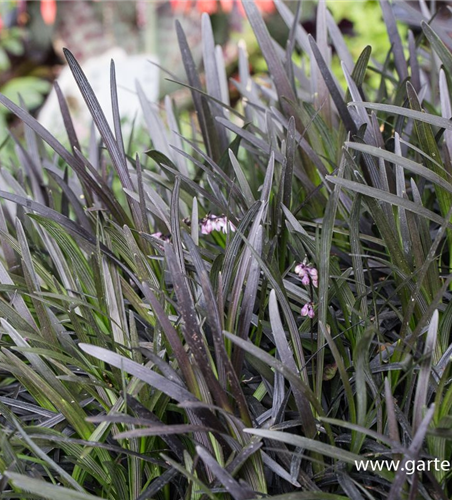 Schwarzer Schlangenbart 'Niger'