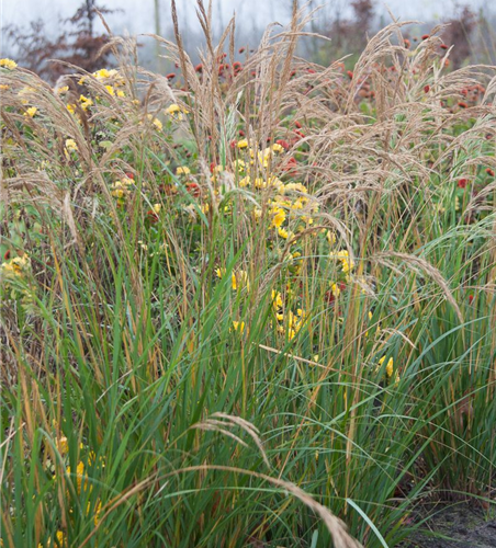 Silberährengras 'Algäu'