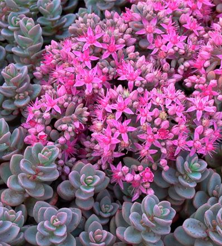 Sedum cyaneum 'Sachalin'