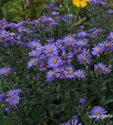 Sommer-Aster