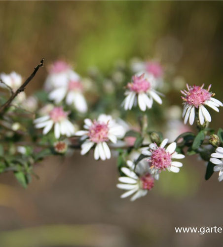 Waagerechte Garten-Aster 'Lady in Black'