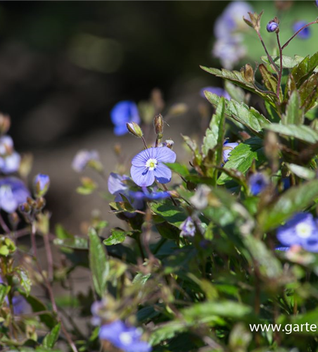 Veronica peduncularis 'Georgia Blue'