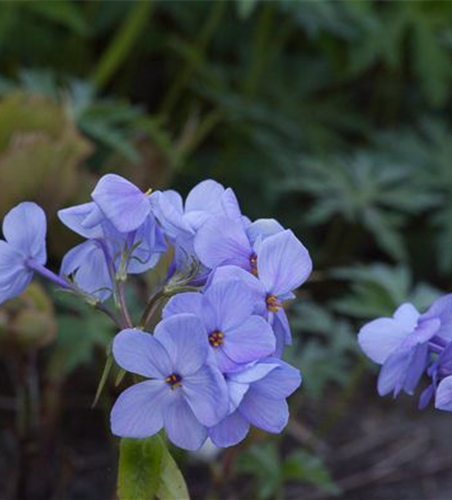 Wander-Phlox 'Blue Ridge'