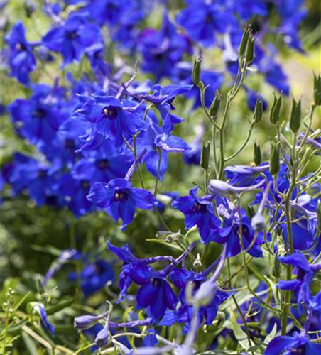 Verzweigter Garten-Rittersporn 'Völkerfrieden'