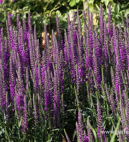 Veronica spicata 'Purpleiciosus'