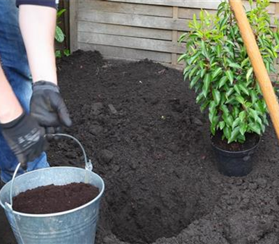 Portugiesische Kirschlorbeer - Einpflanzen im Garten