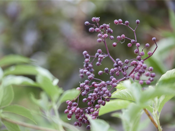 Sambucus nigra