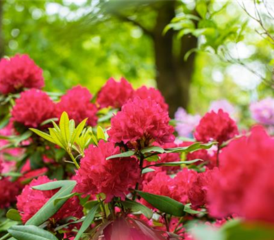 Schön und anspruchsvoll: Rhododendron pflanzen im eigenen Garten