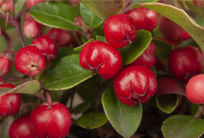 Gaultheria procumbens