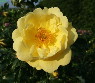 Bodendeckerrose 'Sunny Rose'®