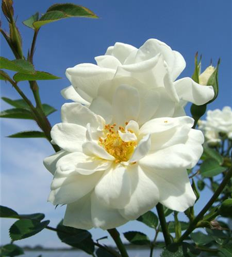 Bodendecker Rose 'Kent'®