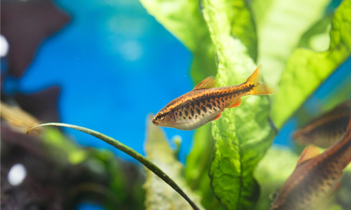 Aquarien-Zubehör kaufen für das optimale Aquarien-Erlebnis