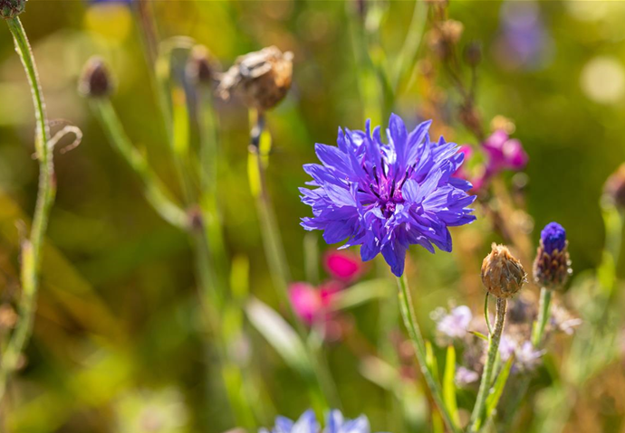 Kornblume in Nahaufnahme