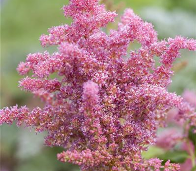 Astilbe 'Younique Cerise' -R-