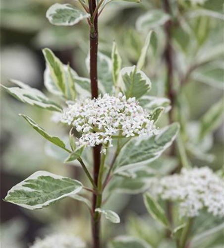 Hartriegel 'Elegantissima'