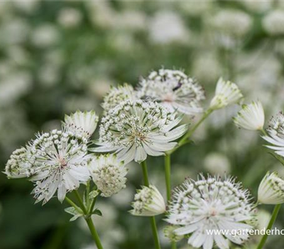 Astrantia major 'Shaggy'