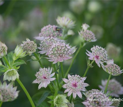 Astrantia major 'Star of Billion' -R-