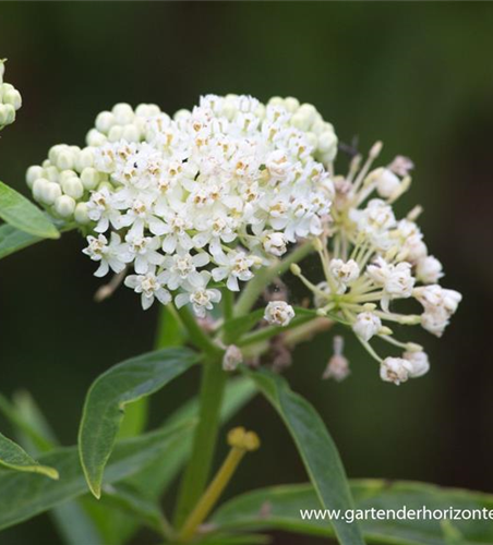 Garten-Seidenpflanze 'Ice Ballet'